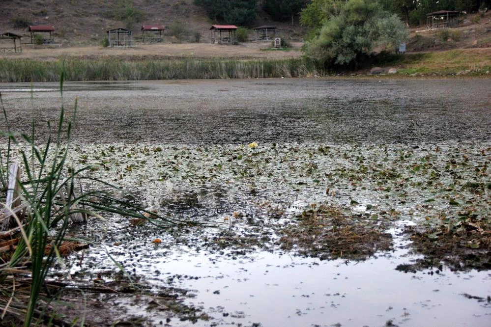 Sivas'taki sülük hırsızları köylüyü bezdirdi: Cezalar da işe yaramıyor