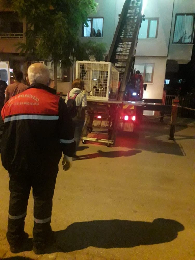 Evinden gelen kötü kokuyla anlaşıldı: Yaşlı kadının baktığı 50 kedi tedaviye alındı