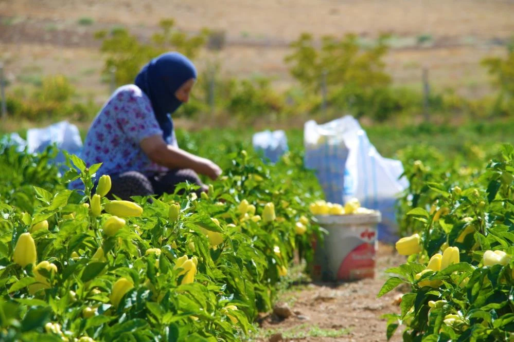 Fahiş fiyatlara kızdı, tarlasını halka açtı: Kendi sebzeni kendin topla