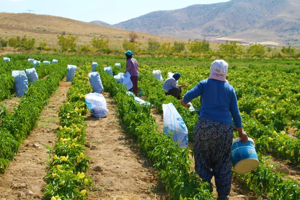 Fahiş fiyatlara kızdı, tarlasını halka açtı: Kendi sebzeni kendin topla