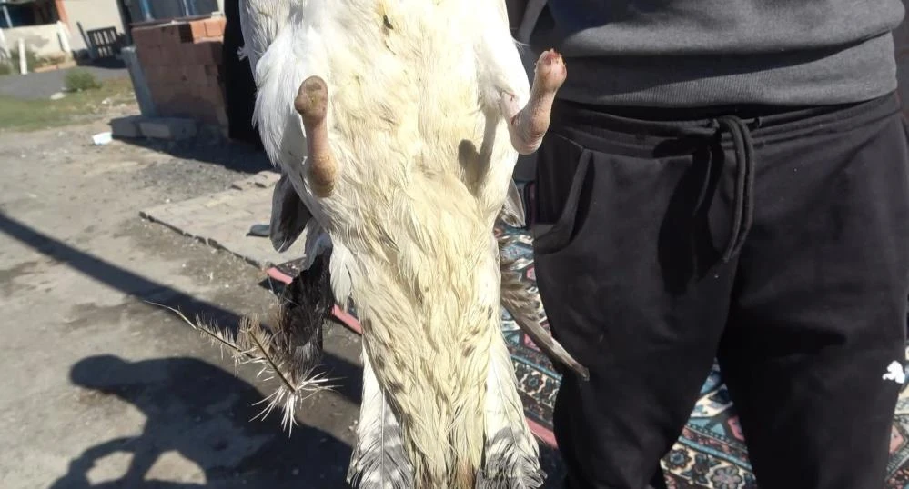 Ayaklarını kestikleri martıyı doğaya saldılar: Ne yürüyebiliyor ne uçabiliyor