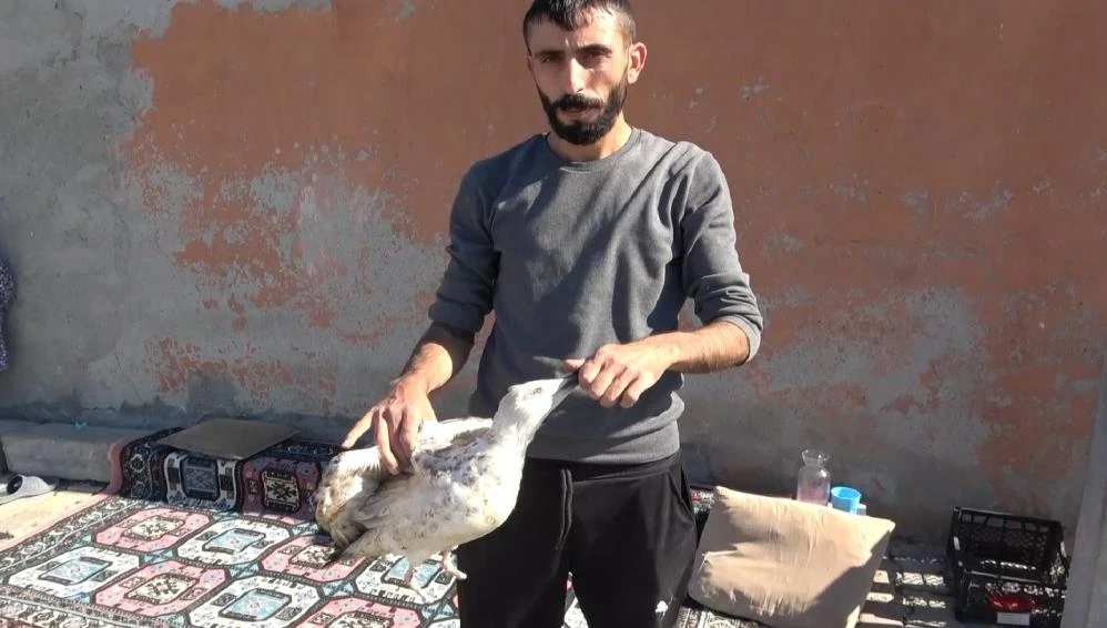 Ayaklarını kestikleri martıyı doğaya saldılar: Ne yürüyebiliyor ne uçabiliyor