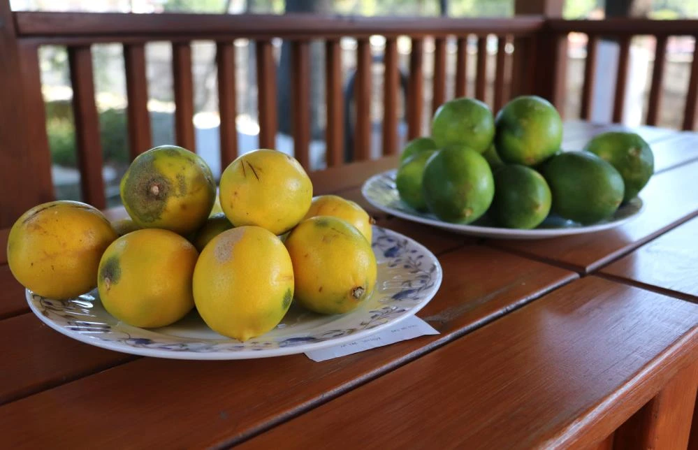 Çiftçinin çöpe attığı ıskarta limon marketlerde 6 lira