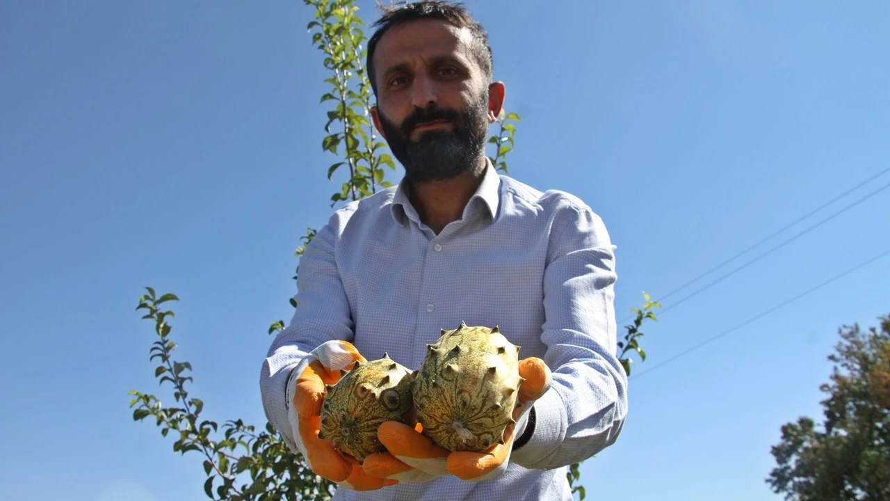 Elazığ'da ilki başardı, bahçesinde Afrika kavunu yetiştirdi