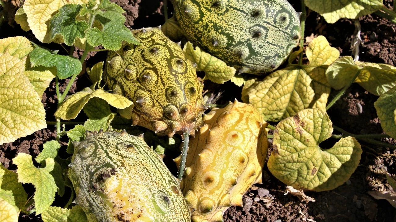 Elazığ'da ilki başardı, bahçesinde Afrika kavunu yetiştirdi