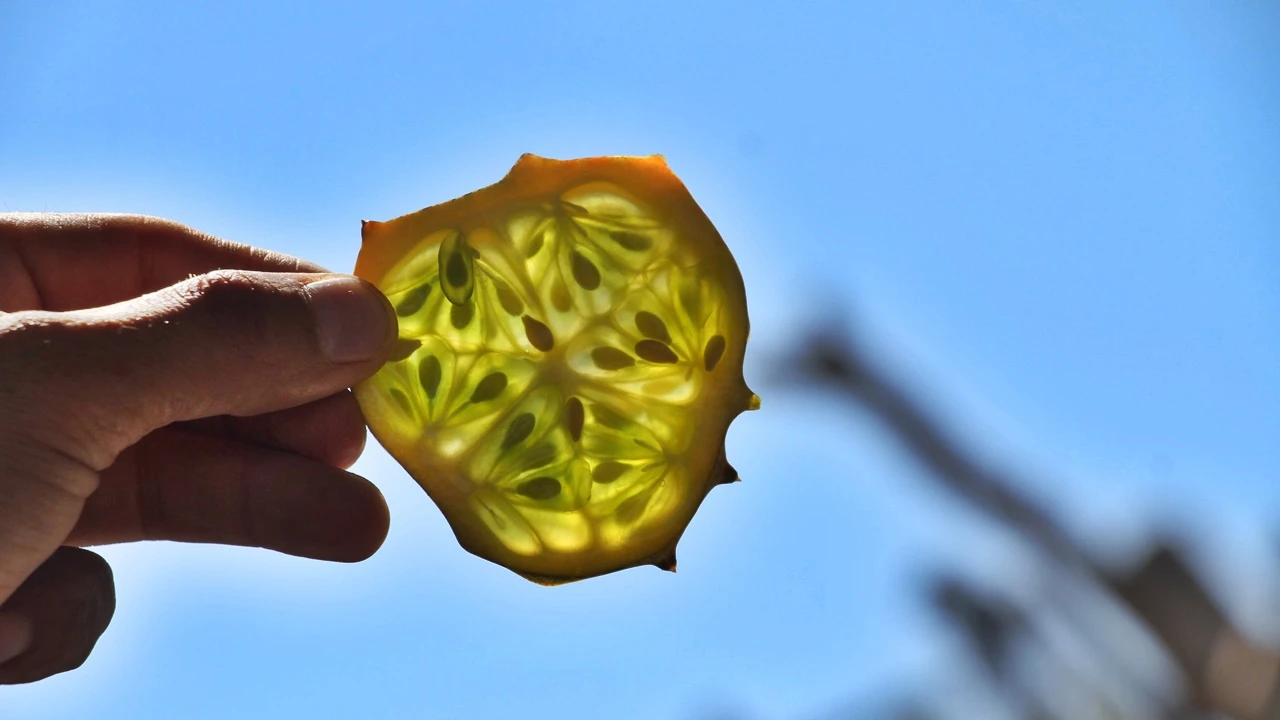 Elazığ'da ilki başardı, bahçesinde Afrika kavunu yetiştirdi