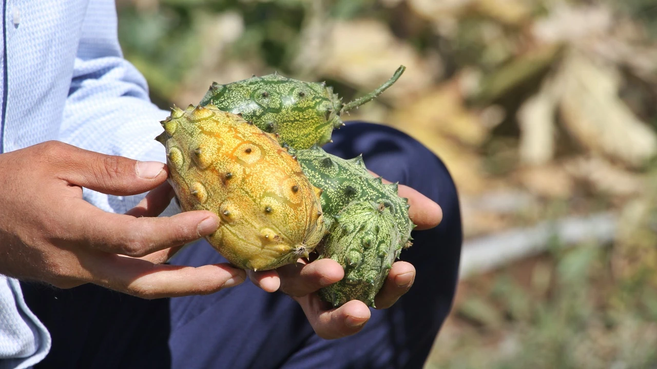 Elazığ'da ilki başardı, bahçesinde Afrika kavunu yetiştirdi