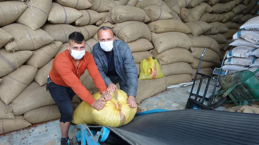 Fındıkların içinde yüzen işçiden savunma: Onlar fındık içi değil kabuklu fındık!