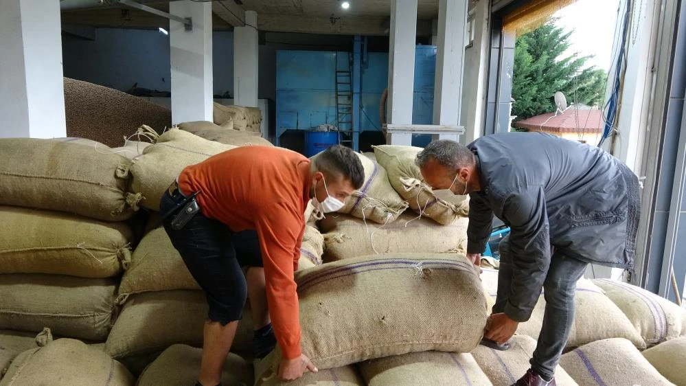 Fındıkların içinde yüzen işçiden savunma: Onlar fındık içi değil kabuklu fındık!
