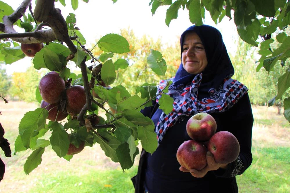 Dalında 1,5 lira olan elma manavda 6 lira