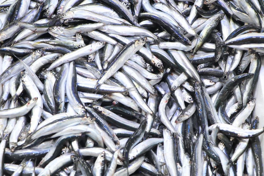 Karadeniz’de hamsi patlaması: Vatandaş stokluyor