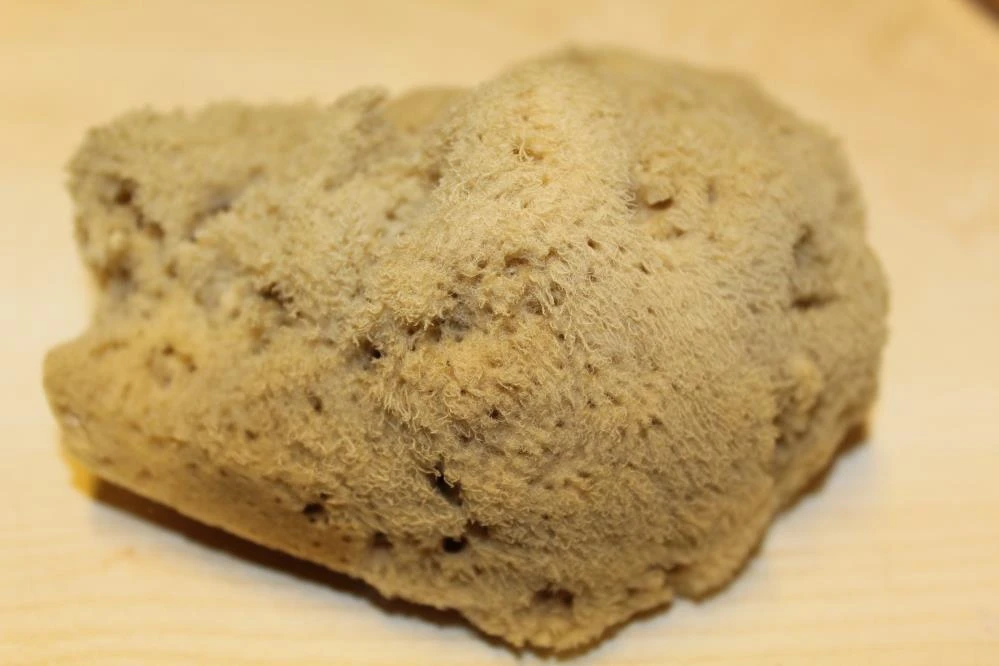 'Denizin akciğerleri' süngerler 4 bin liraya satılıyor