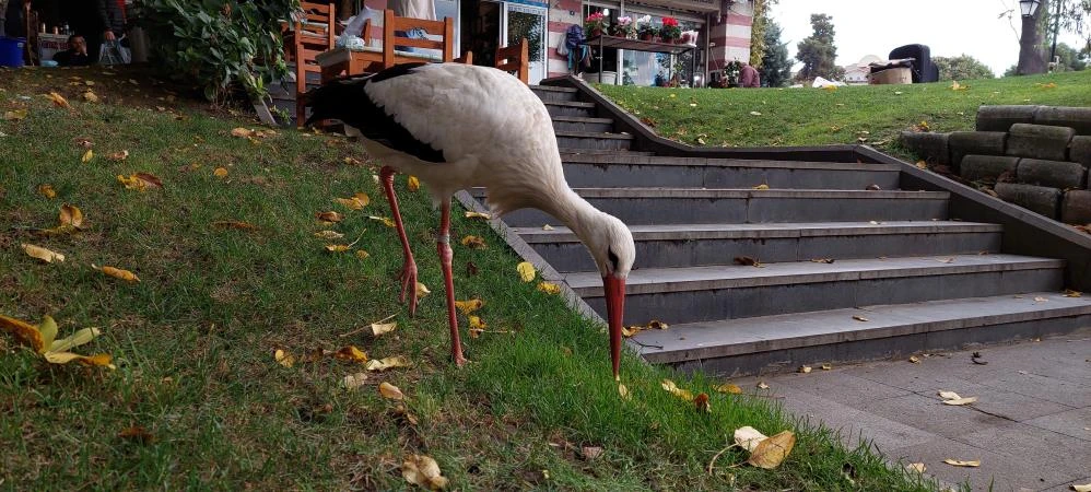 Sürüsünden ayrı düşen leyleğe esnaf sahip çıktı! Şehir hayatına alıştı, gitmek istemiyor