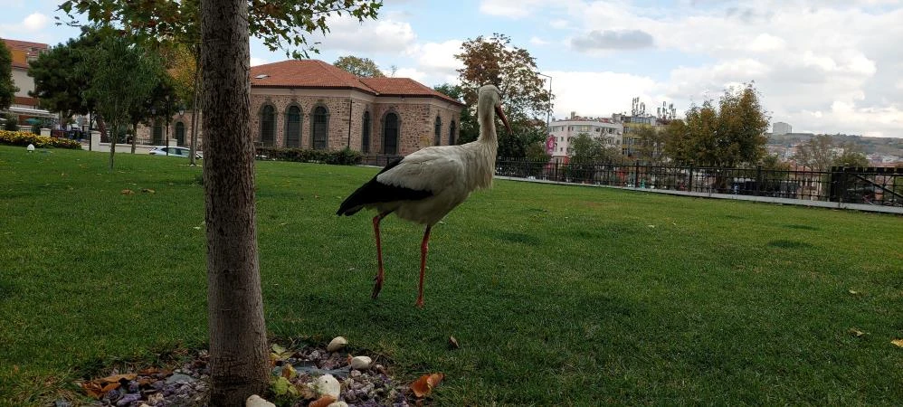Sürüsünden ayrı düşen leyleğe esnaf sahip çıktı! Şehir hayatına alıştı, gitmek istemiyor