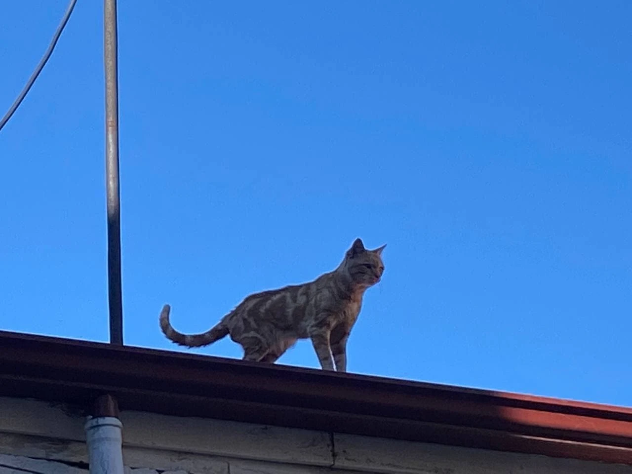 Ne yaptılarsa indiremediler! Haylaz kedi 4 yıldır çatıda yaşıyor