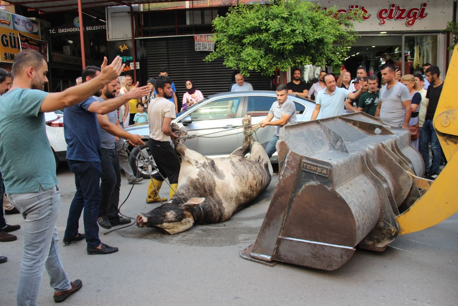 Kaçan angus şehir merkezini birbirine kattı