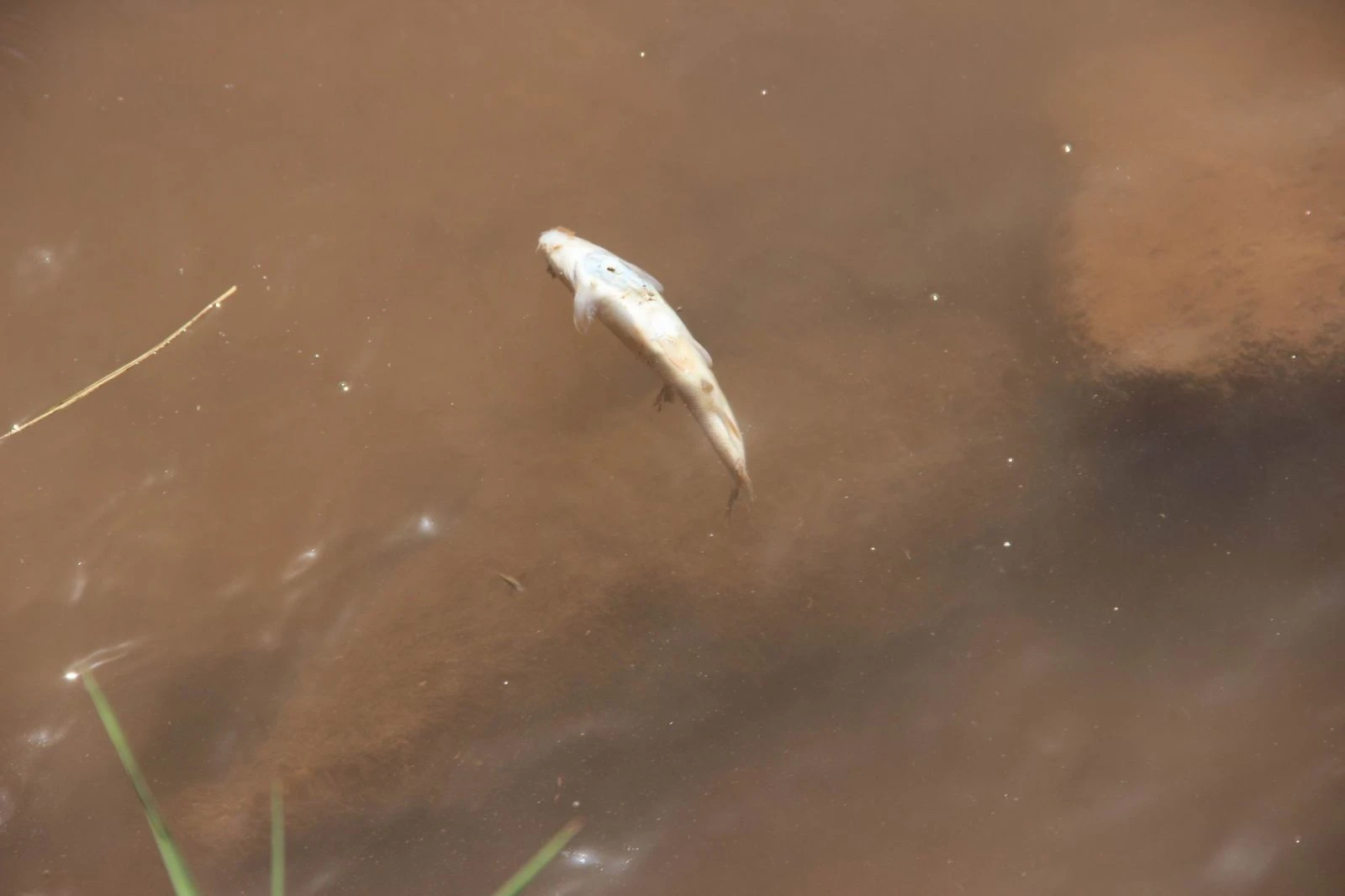 Balık ölümleri köylüleri korkuttu