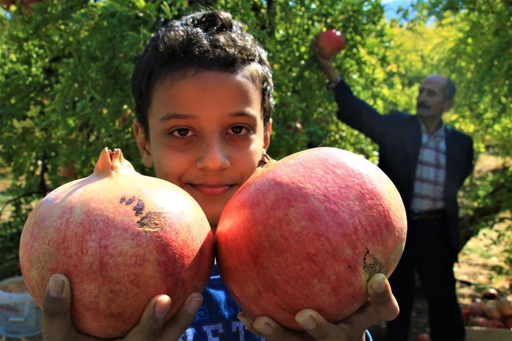 Çekirdeğinden hayvan yemi, kabuklarından yakacak, kalanından ekşisi! Ağırlığı 2 kilo, tanesi 10 lira