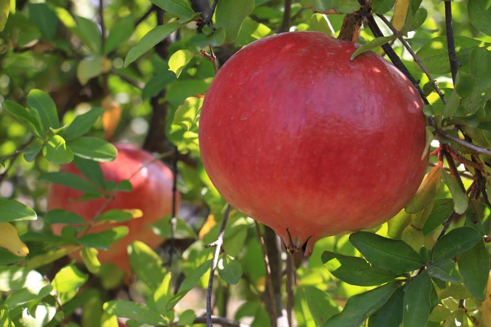 Çekirdeğinden hayvan yemi, kabuklarından yakacak, kalanından ekşisi! Ağırlığı 2 kilo, tanesi 10 lira