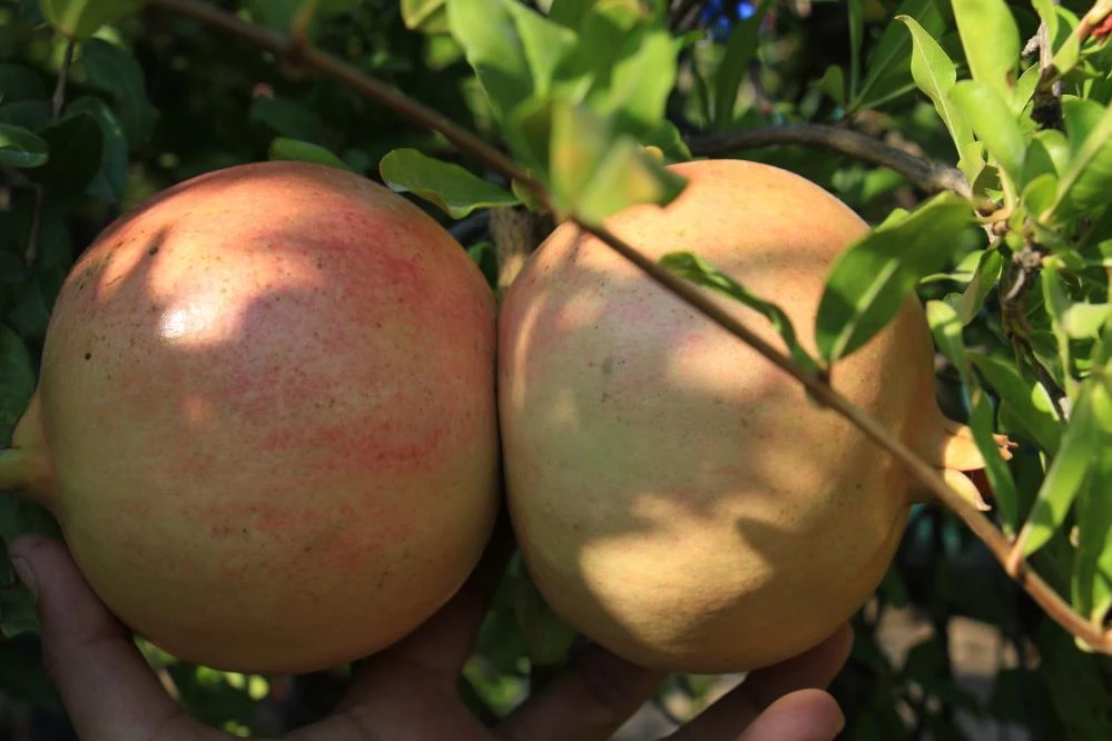 Çekirdeğinden hayvan yemi, kabuklarından yakacak, kalanından ekşisi! Ağırlığı 2 kilo, tanesi 10 lira