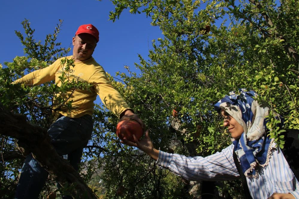 Çekirdeğinden hayvan yemi, kabuklarından yakacak, kalanından ekşisi! Ağırlığı 2 kilo, tanesi 10 lira