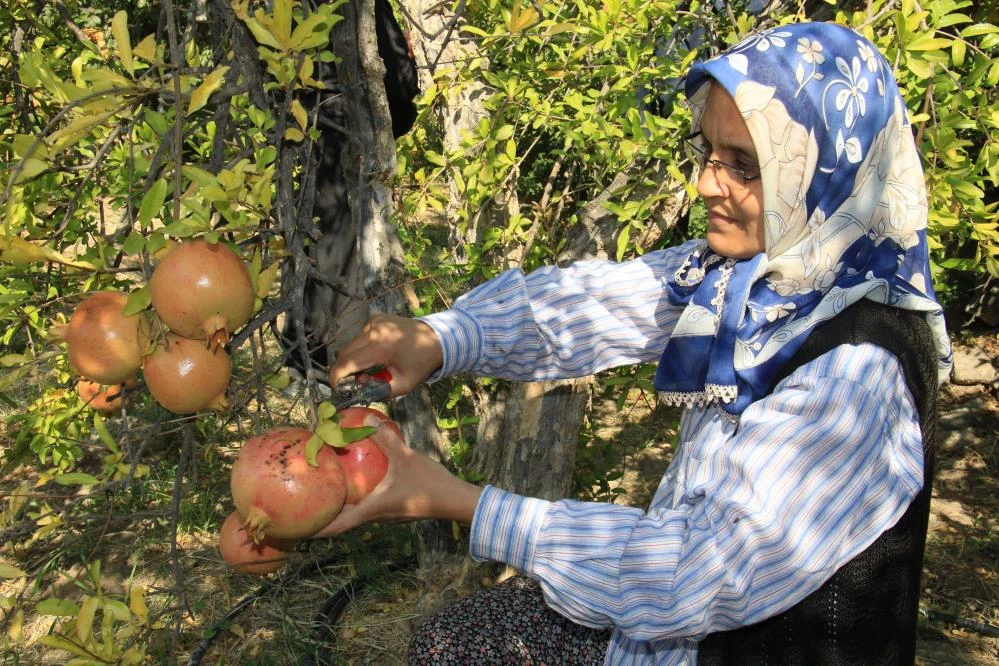 Çekirdeğinden hayvan yemi, kabuklarından yakacak, kalanından ekşisi! Ağırlığı 2 kilo, tanesi 10 lira