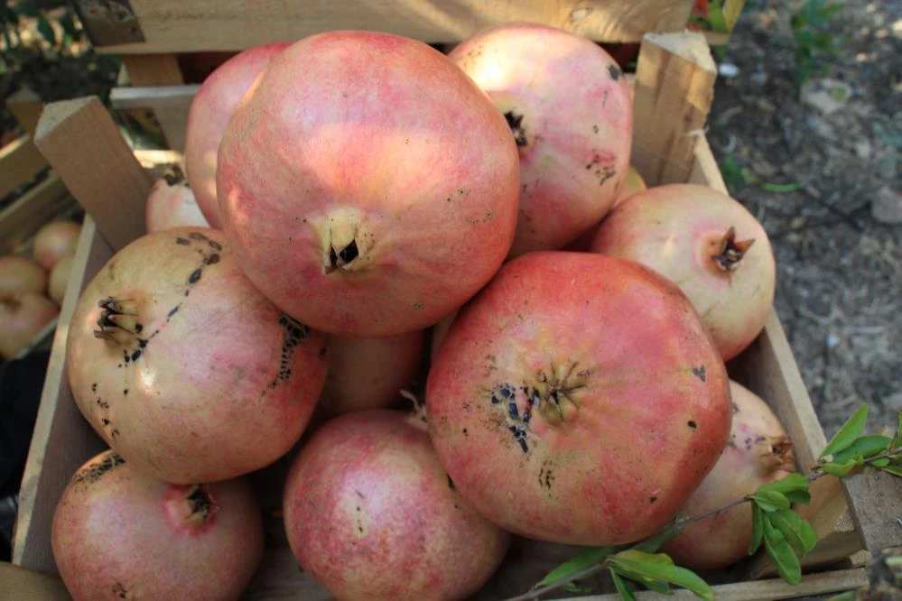 Çekirdeğinden hayvan yemi, kabuklarından yakacak, kalanından ekşisi! Ağırlığı 2 kilo, tanesi 10 lira