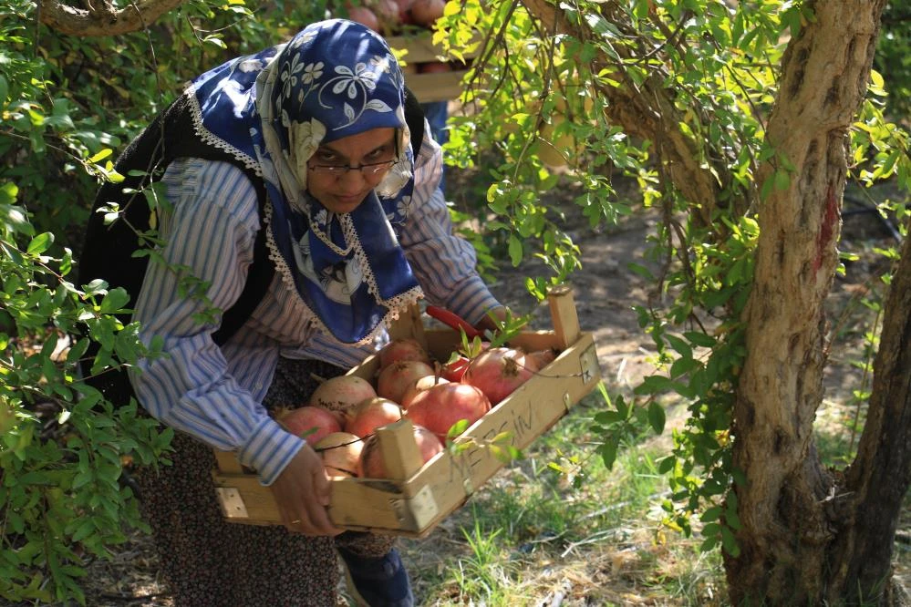 Çekirdeğinden hayvan yemi, kabuklarından yakacak, kalanından ekşisi! Ağırlığı 2 kilo, tanesi 10 lira