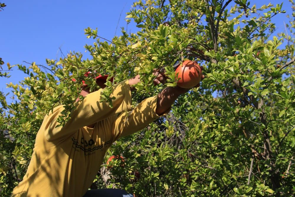 Çekirdeğinden hayvan yemi, kabuklarından yakacak, kalanından ekşisi! Ağırlığı 2 kilo, tanesi 10 lira