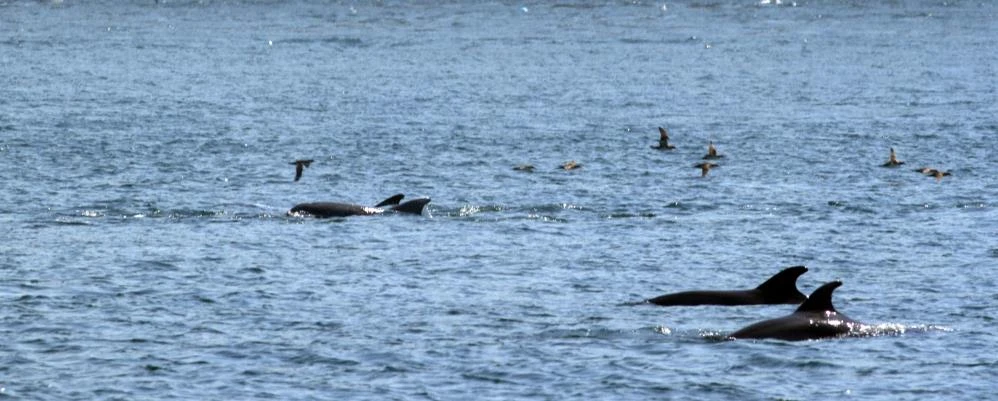 Karadeniz'de balıkçıların tezini çürüten araştırma: Yunus ve köpek balıkları avcılığı etkilemiyor