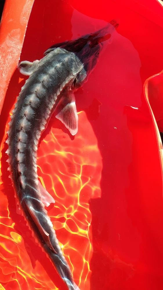 İkinci defa görüntülendi: Sibirya Mersin balığının havyarı 2 milyon liradan satılıyor