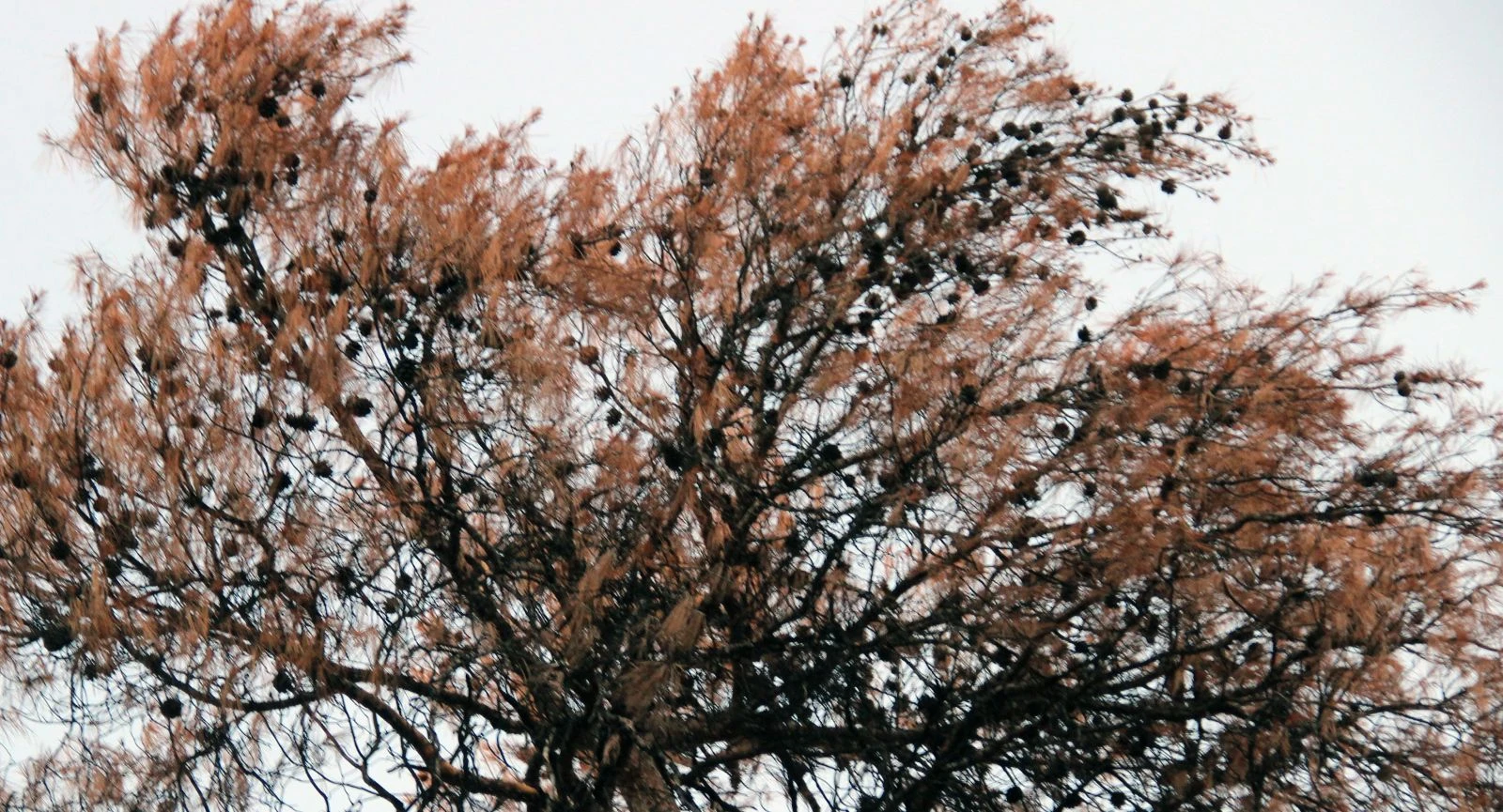 Bu kez yangın değil kuraklık! Dünya listesinde ama adeta can çekişiyor