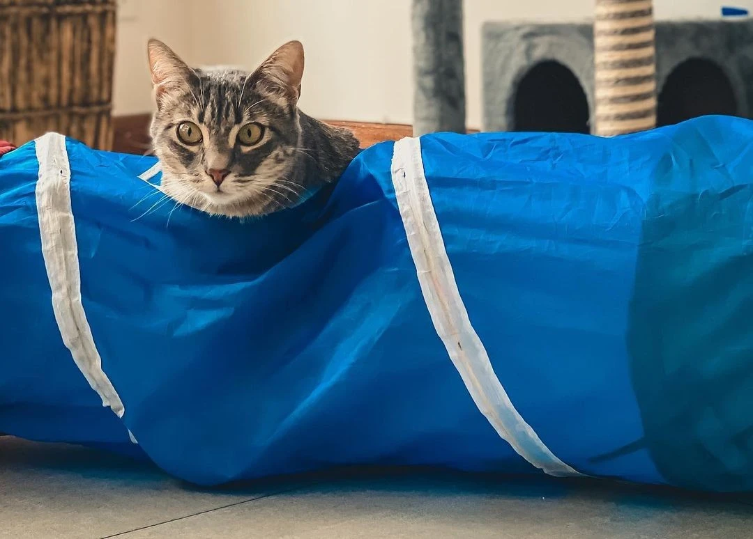 Ekvador’da ilk kez kedi okulu açıldı