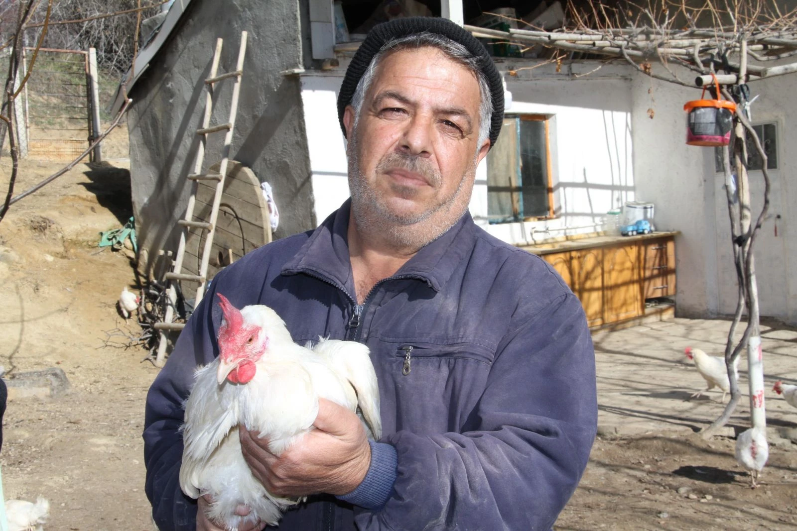 Artan yem fiyatına kızan tavuk besicisi 1500 tavuğu vatandaşa dağıtmaya başladı