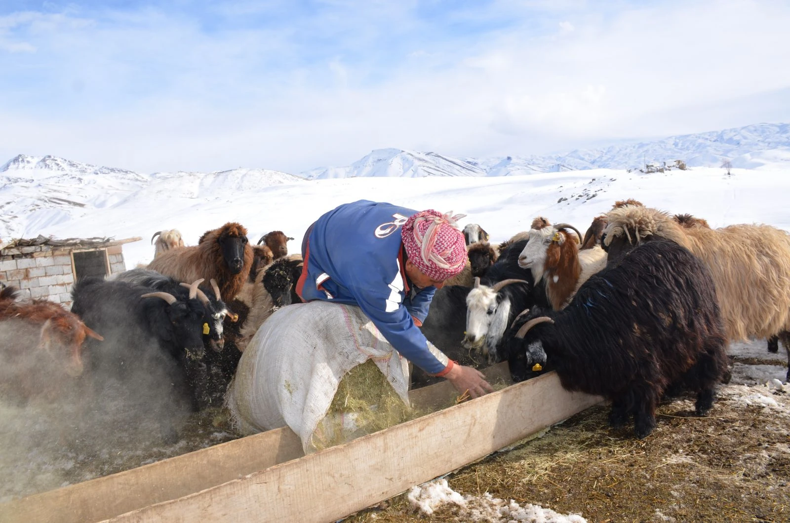 Şehir hayatından sıkıldı yaylaya yerleşti! 2 bin 650 rakımlı yaylada tek başına yaşıyor