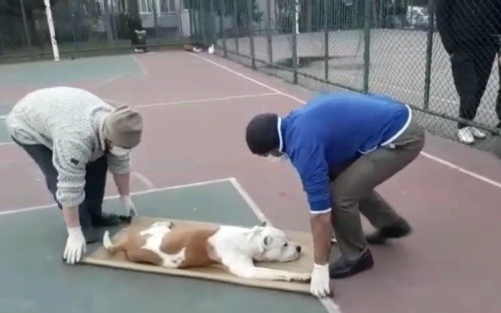 Sultangazi'de çocuklara pitbull saldırısı: 2 çocuk hafif yaralandı