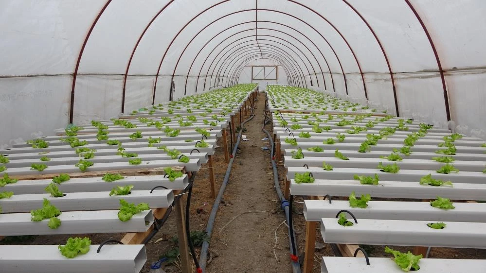 Memuriyetinden vazgeçti: Topraksız tarıma başladı