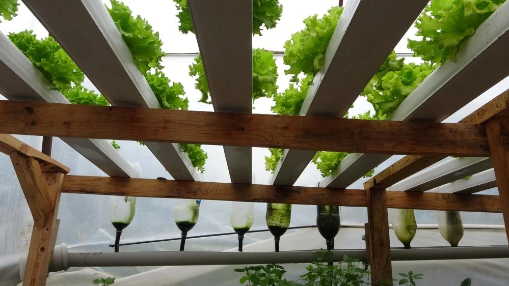 Memuriyetinden vazgeçti: Topraksız tarıma başladı