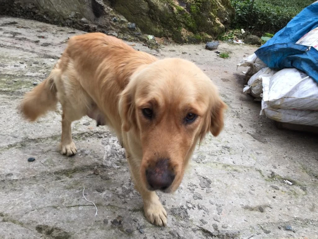 1 aydır sahibini bırakıldığı yerde bekliyor