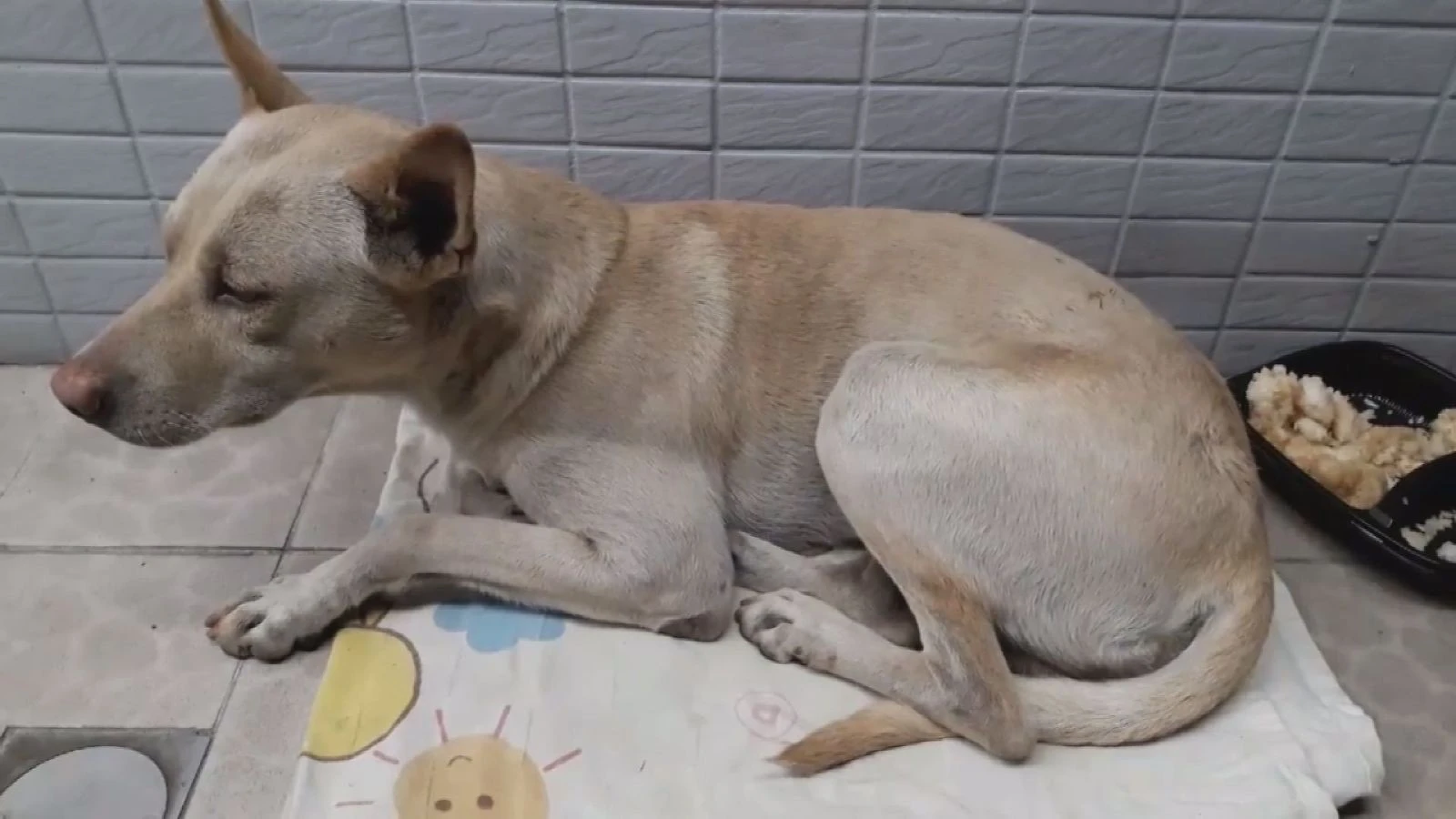 Yeni Hachiko duygulandırdı: 6 aydır sahibini bekliyor