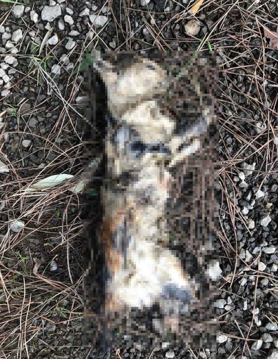 Çanakkale'de vahşet! Kedinin ayaklarını kesip, yaktılar