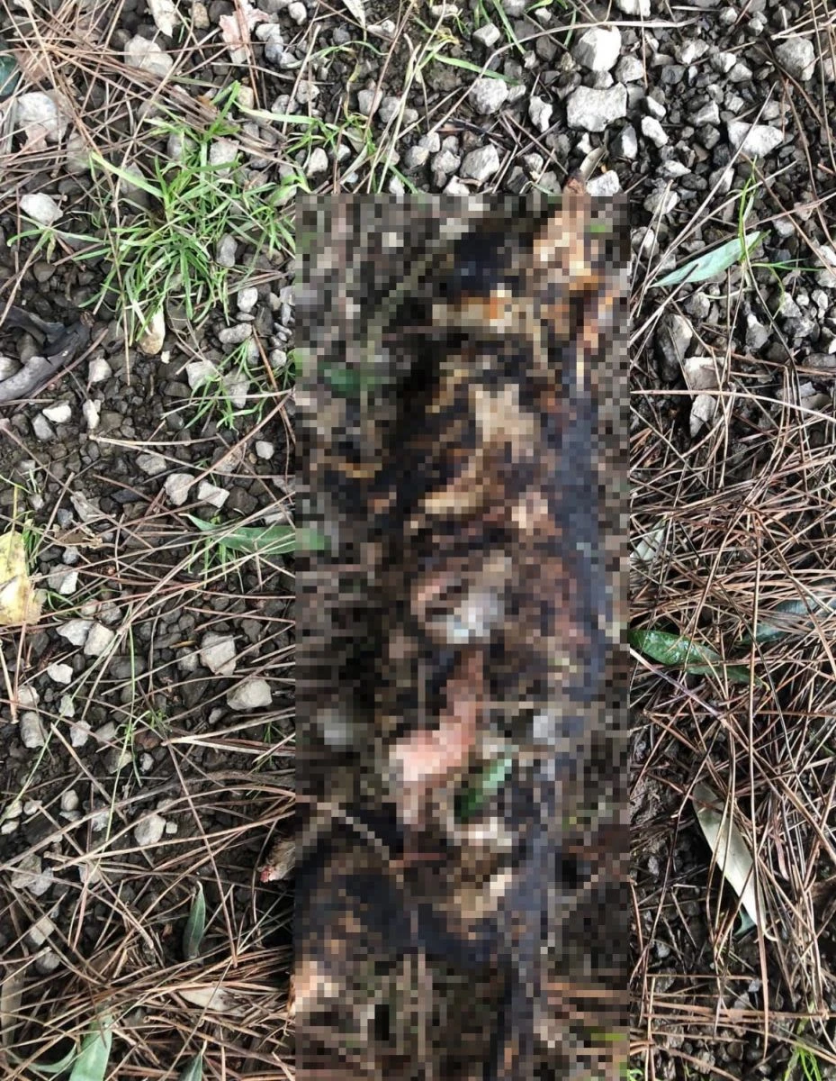 Çanakkale'de vahşet! Kedinin ayaklarını kesip, yaktılar