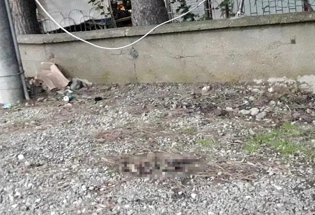 Çanakkale'de vahşet! Kedinin ayaklarını kesip, yaktılar