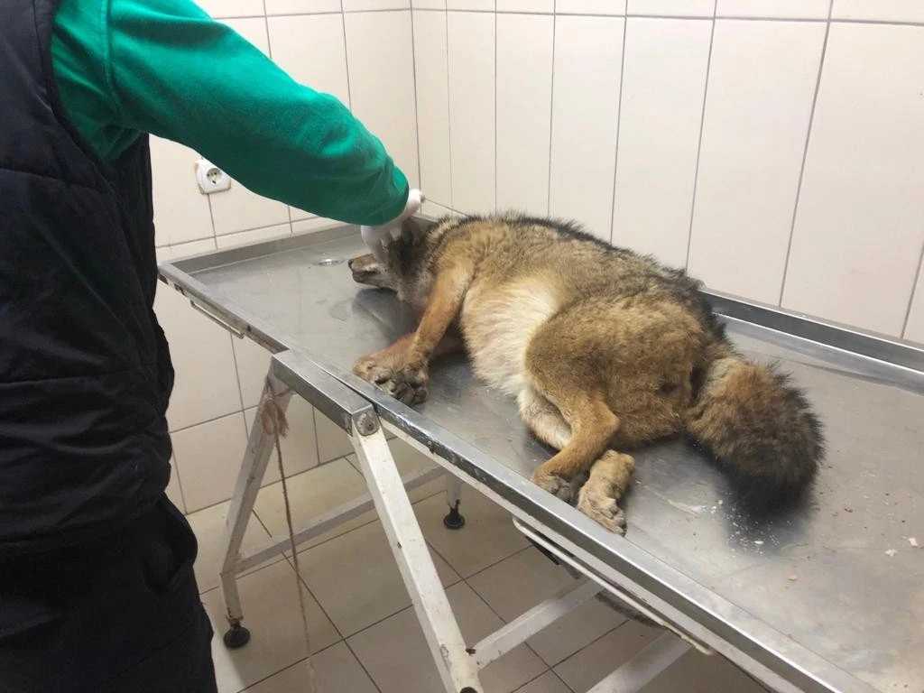 Jandarma ekiplerinden yaralı tilkiye şefkat eli: Zonguldak'ta örnek kurtarma operasyonu