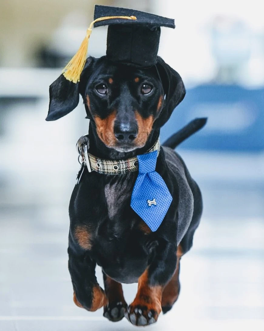 İngiltere'de ilk kez bir üniversite, terapi köpeğini işe aldı