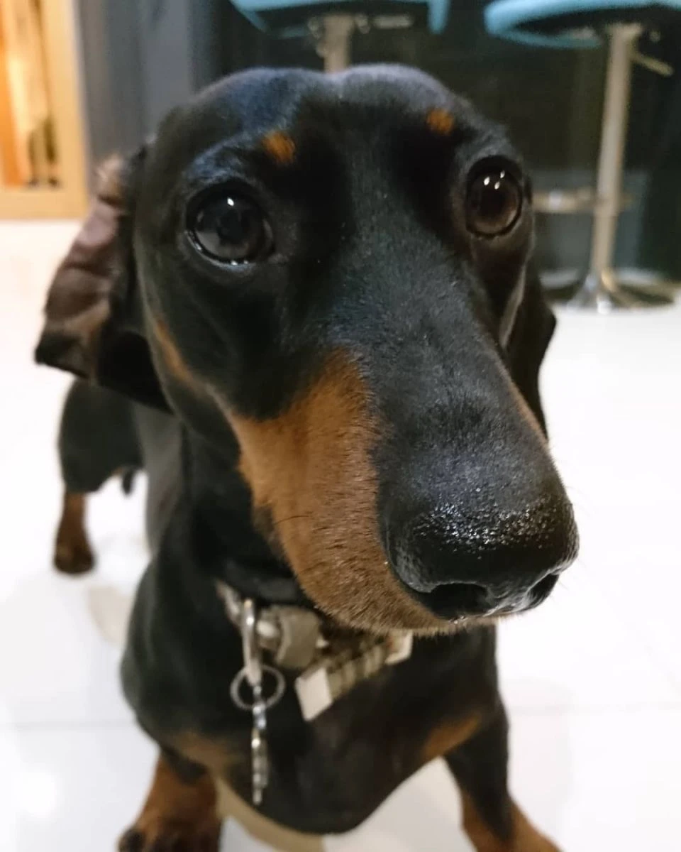 İngiltere'de ilk kez bir üniversite, terapi köpeğini işe aldı