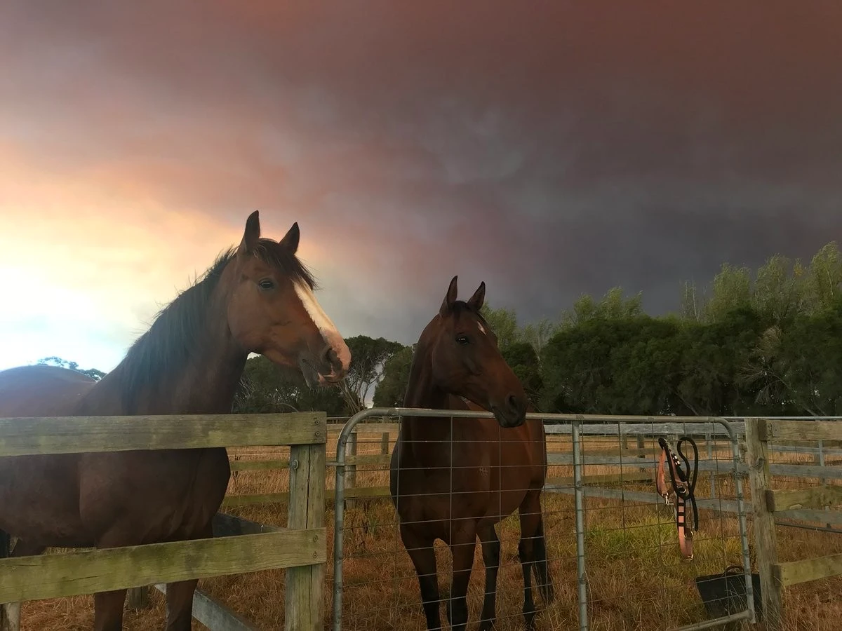 Avustralya’da büyük yangın: Yüzlerce itfaiye eri müdahale ediyor