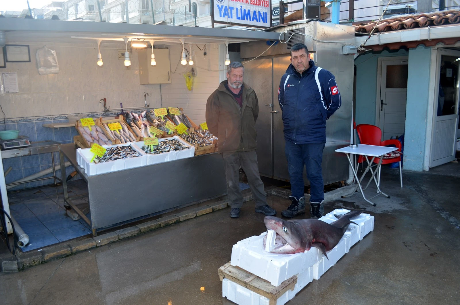 Bursa’da balıkçı ağlarına dev köpek balığı takıldı