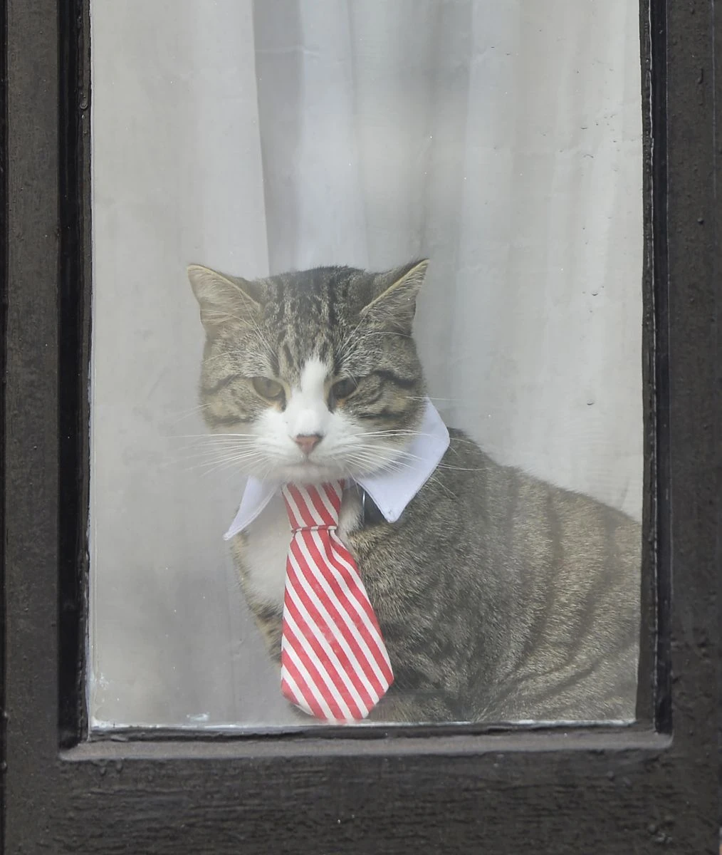 Assange'ın avukatı açıkladı: “Kedi James kurtarıldı ve iyi”