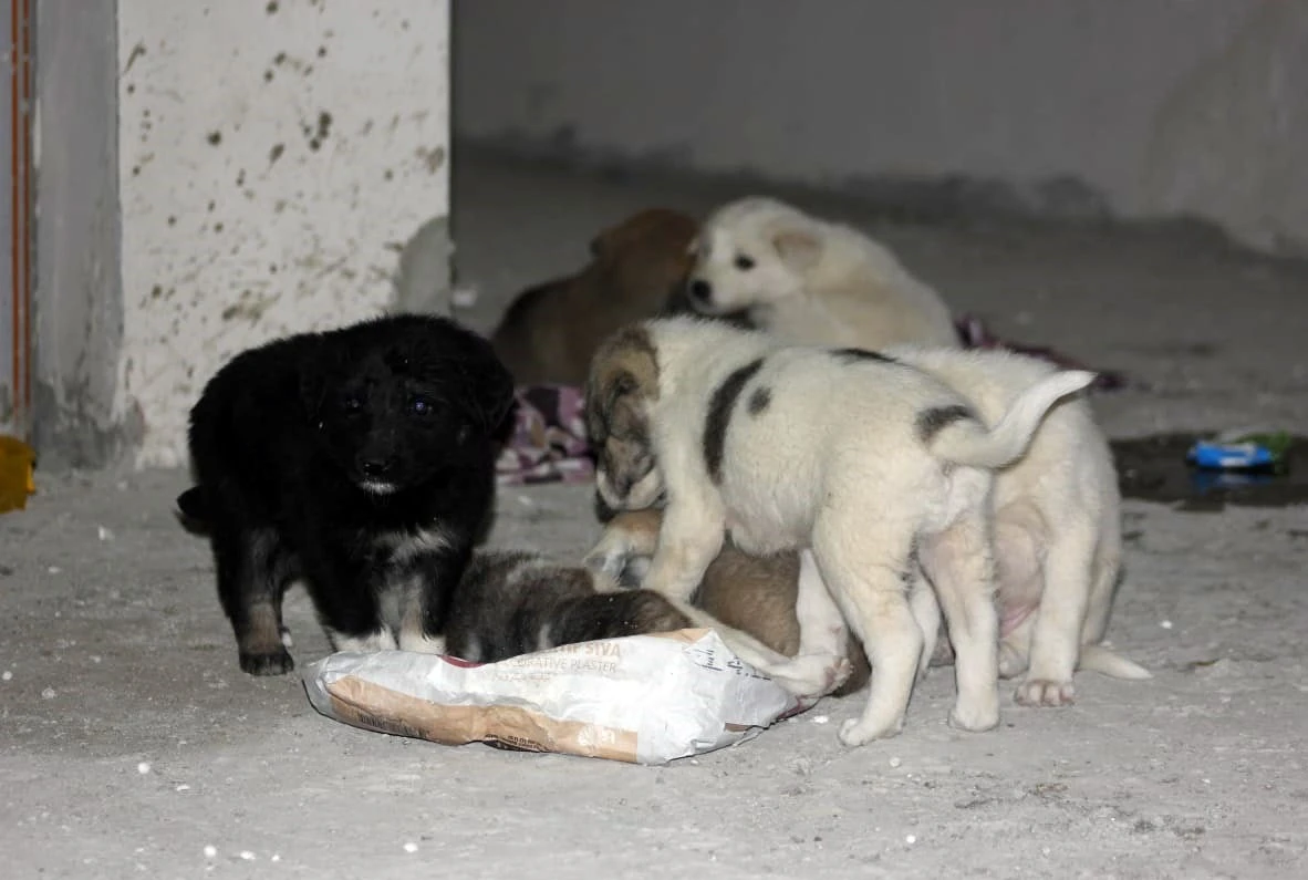 Siirt’te 7 yavru köpeği ölüme terk ettiler